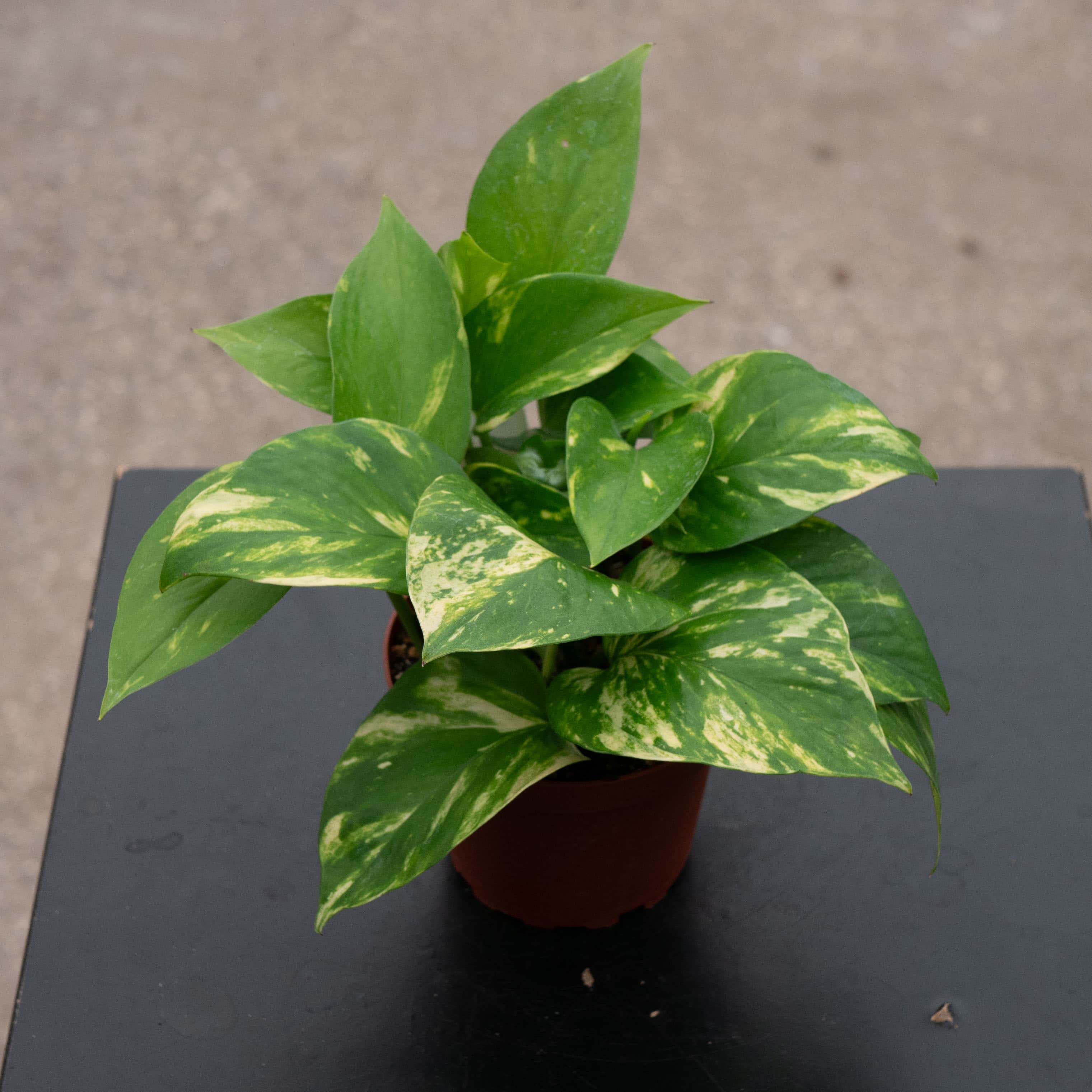 pothos family plants Golden Pothos Epipremnum Aureum