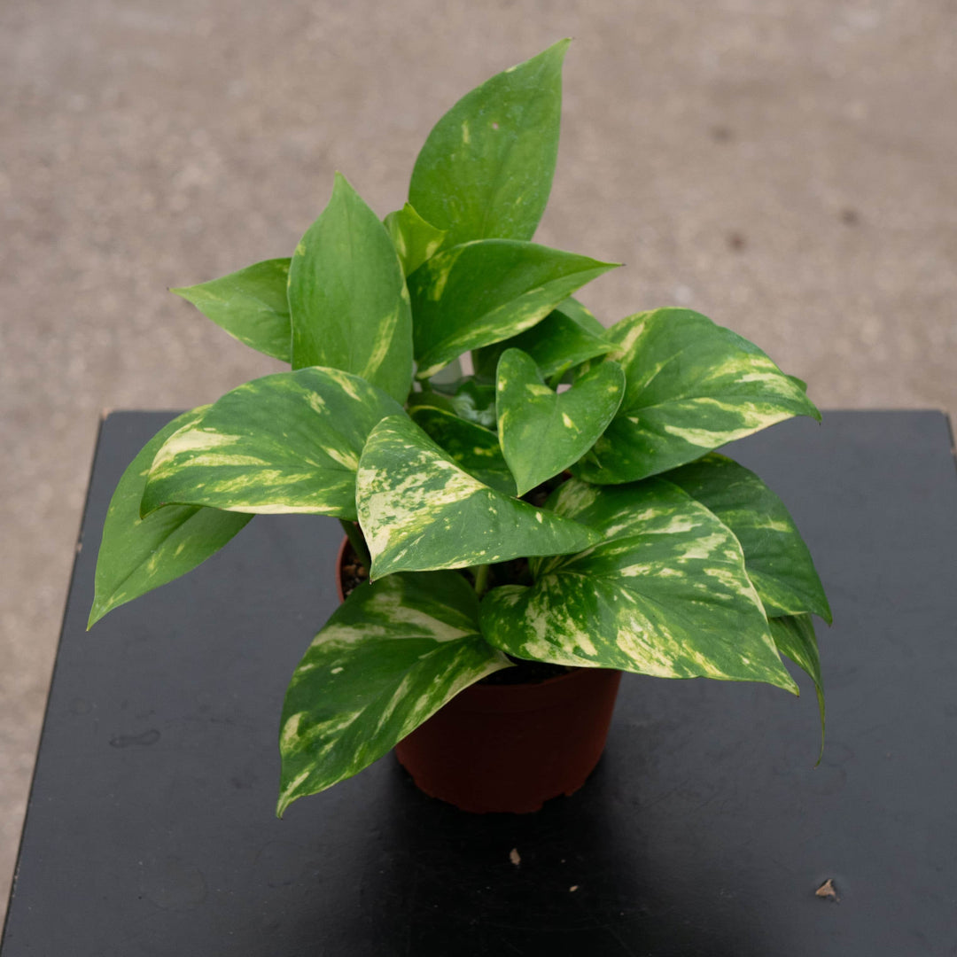 Gabriella Plants Pothos 4" Pothos Epipremnum aureum 'Golden'