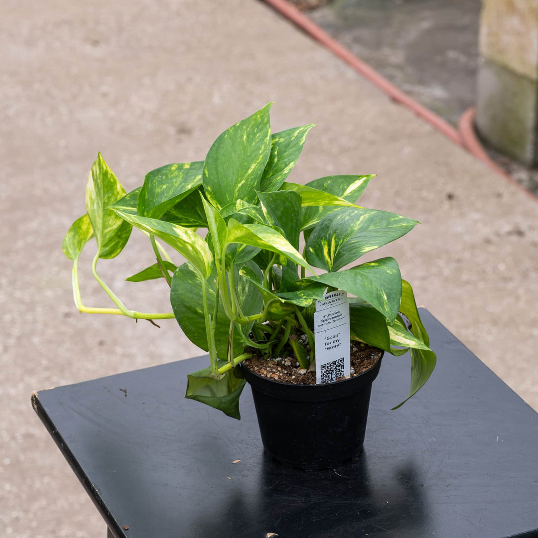 Gabriella Plants Pothos 4" Pothos Epipremnum aureum 'Golden'