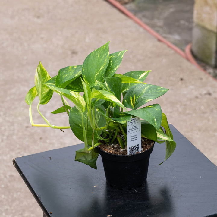 Gabriella Plants Pothos 4" Pothos Epipremnum aureum 'Golden'