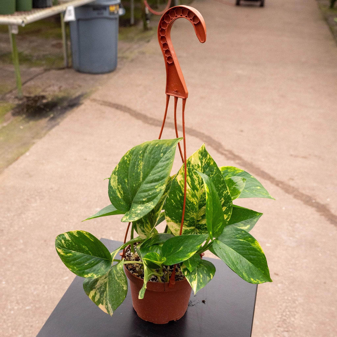 eg gin golden pothos Pothos Epipremnum aureum 'Golden'
