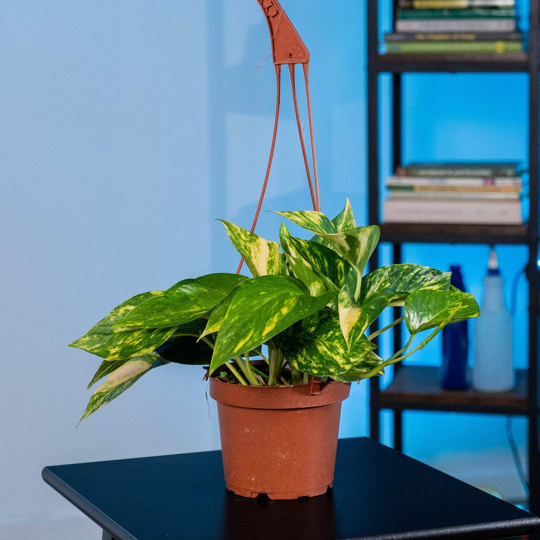golden pothos indoor Pothos Epipremnum aureum 'Golden'
