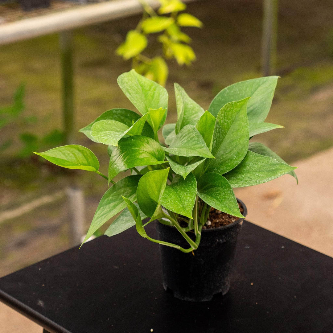 pothos jade green Pothos Epipremnum aureum 'Jade'