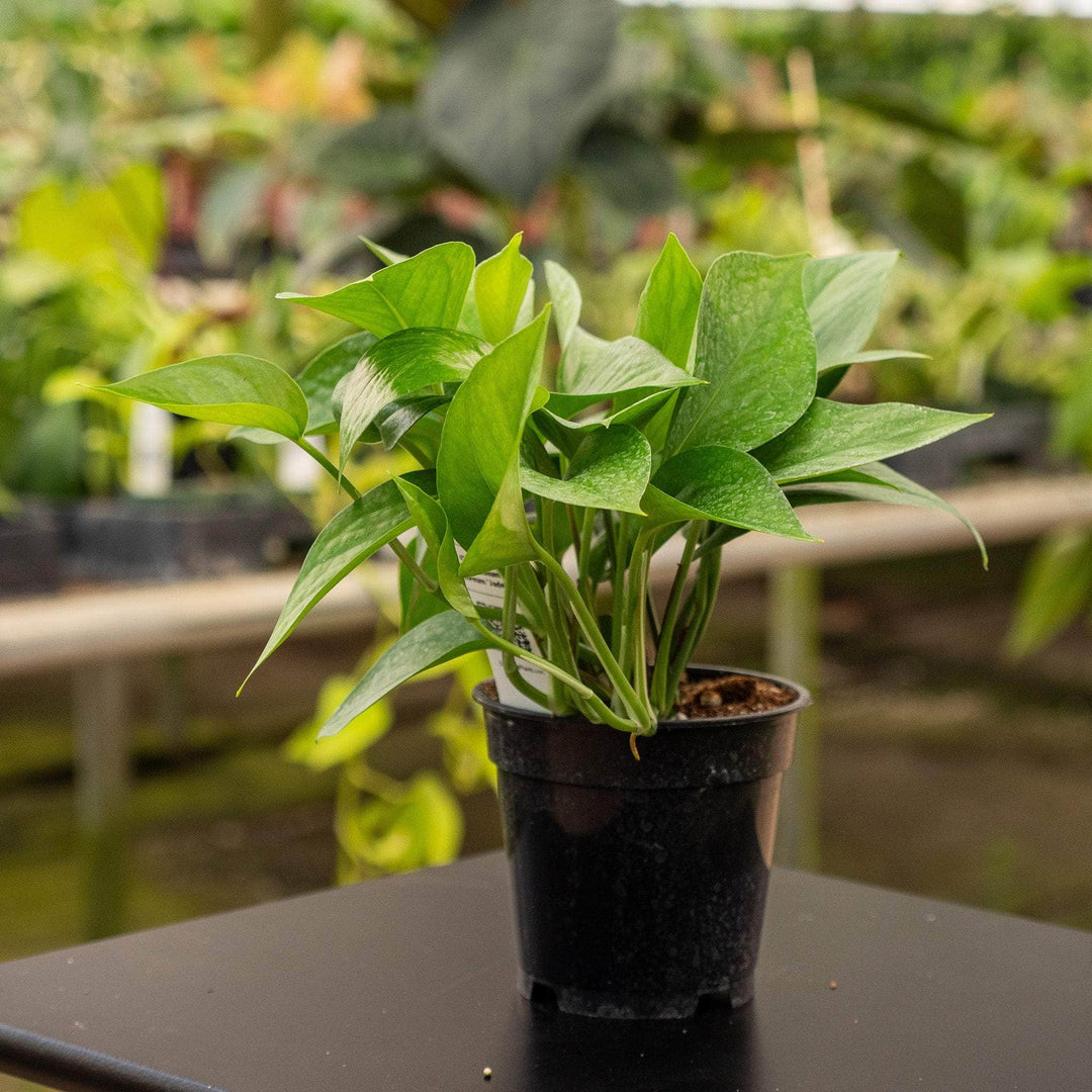 jade ivy plant Pothos Epipremnum aureum 'Jade'