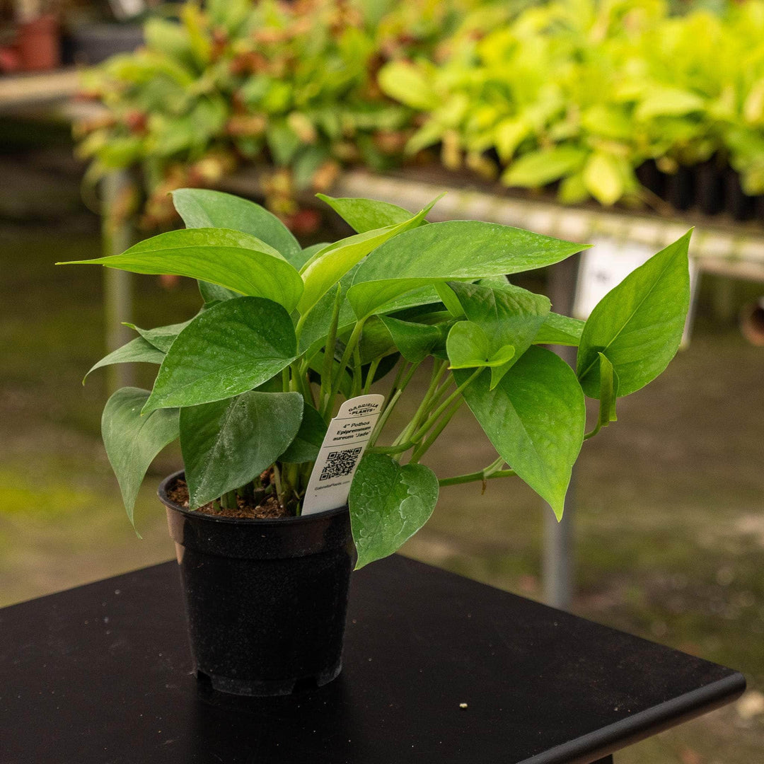 jade queen pothos Pothos Epipremnum aureum 'Jade'