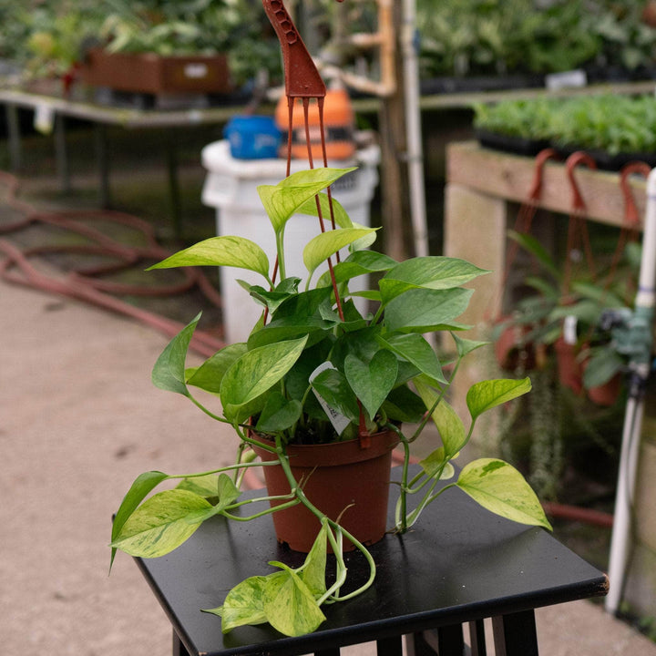 jessenia pothos identification Pothos Epipremnum aureum 'Jessenia'
