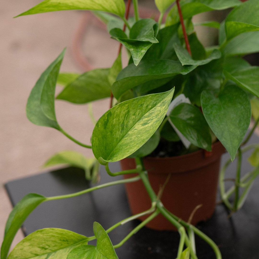 pothos poison Pothos Epipremnum aureum 'Jessenia'
