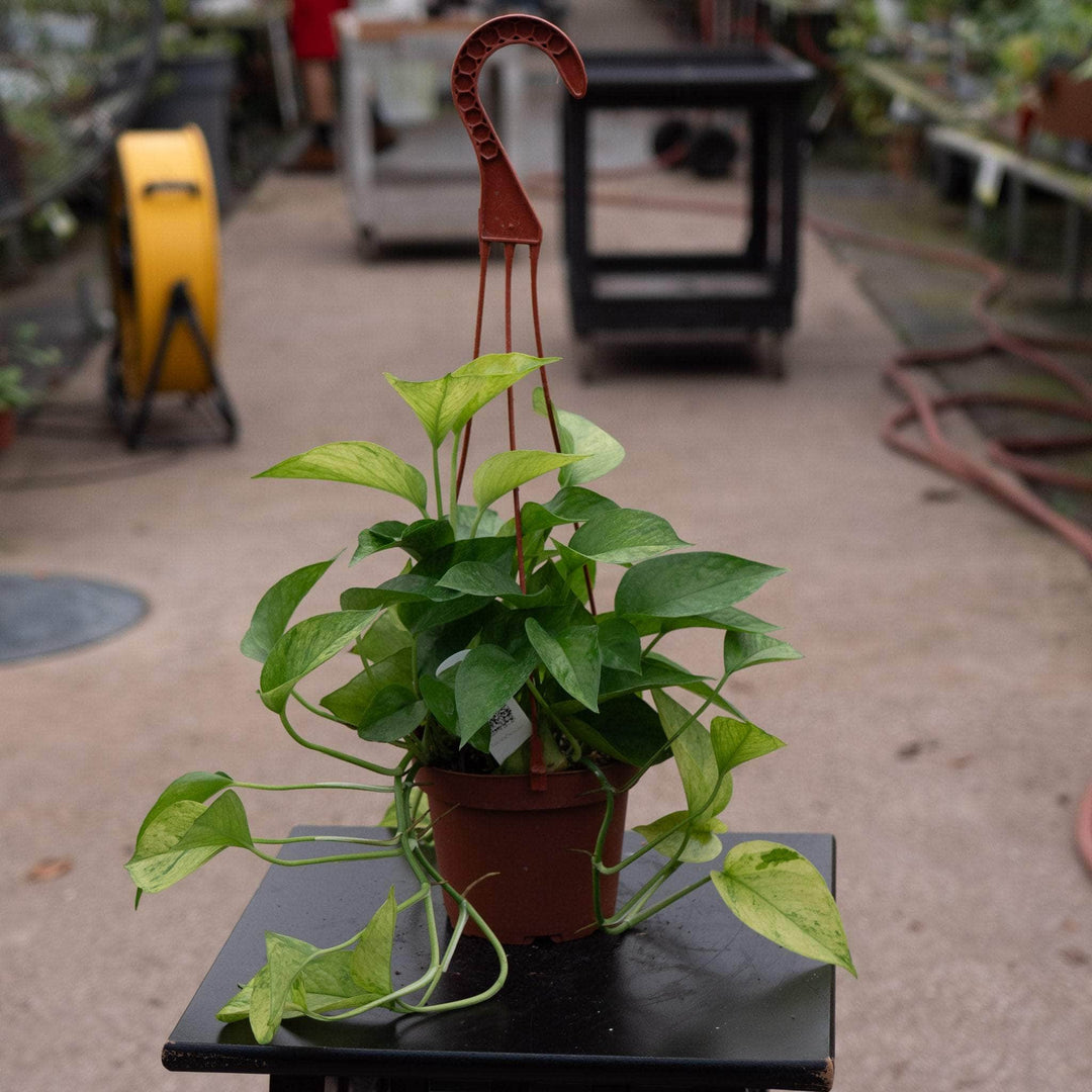 pothos plant hanging Pothos Epipremnum aureum 'Jessenia'