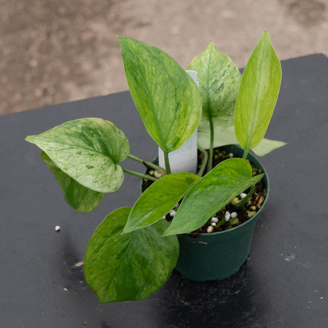 plant called pothos Pothos Epipremnum aureum 'Jessenia'