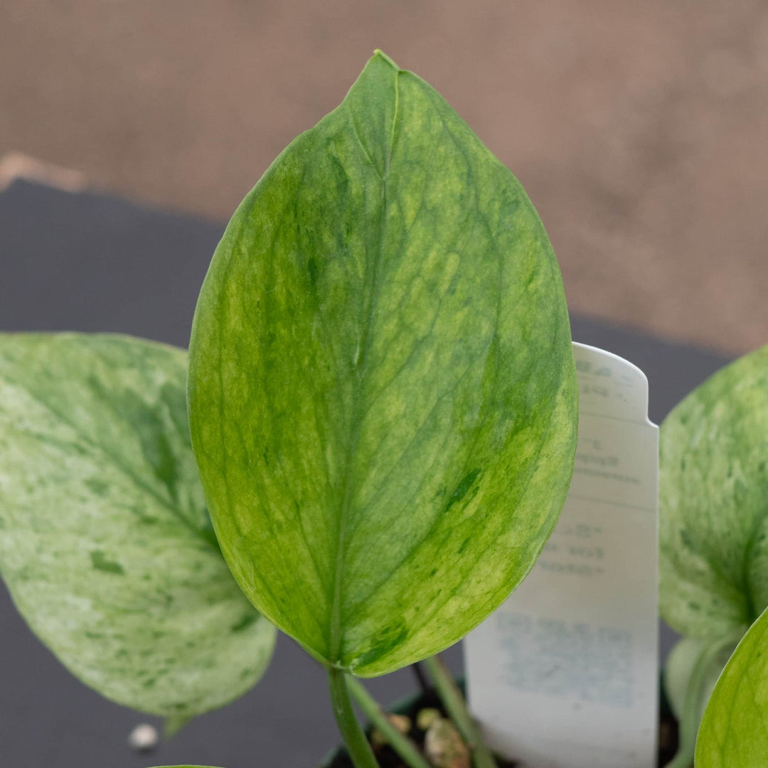 jessenia pothos for sale Pothos Epipremnum aureum 'Jessenia'