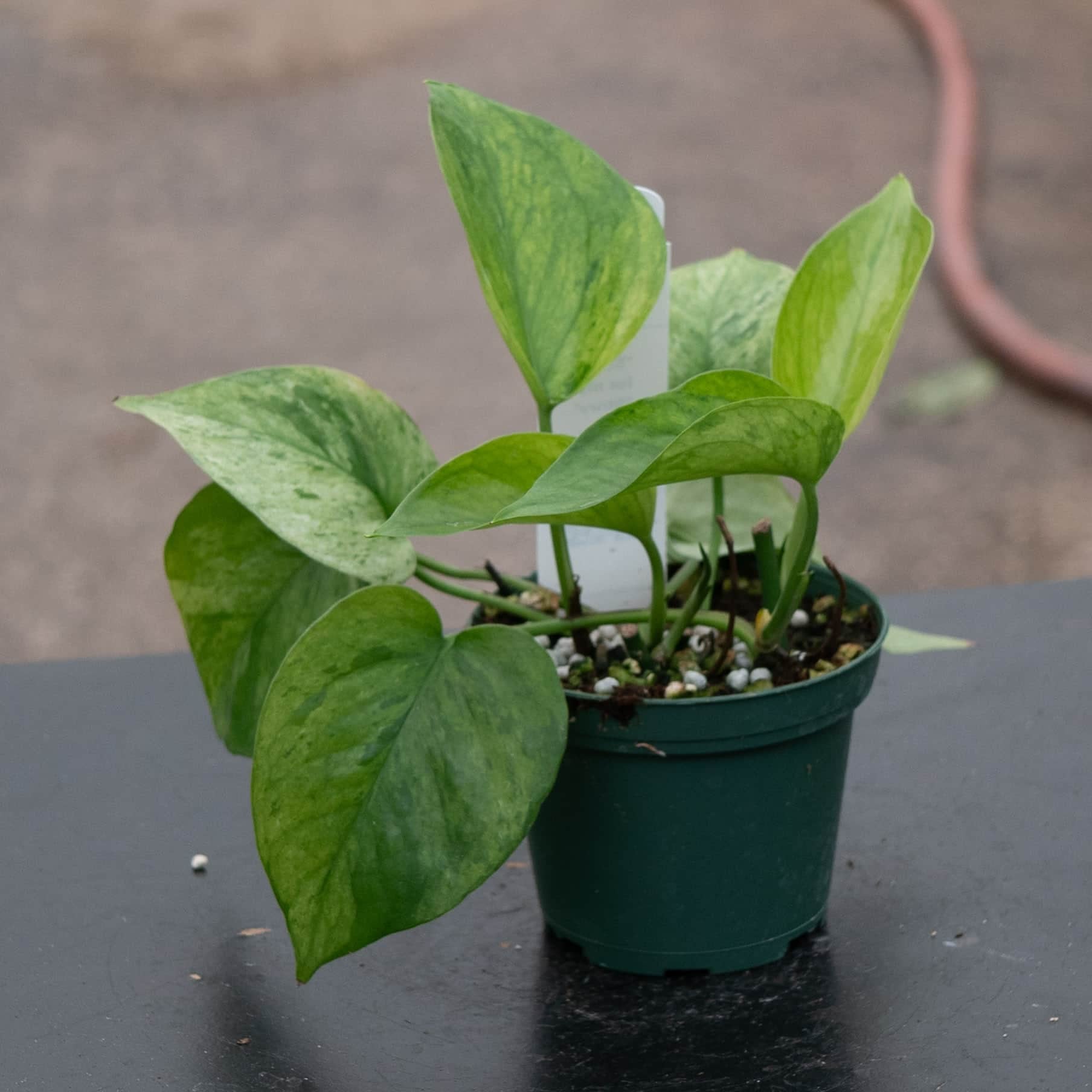 Pothos Epipremnum aureum 'Jessenia'