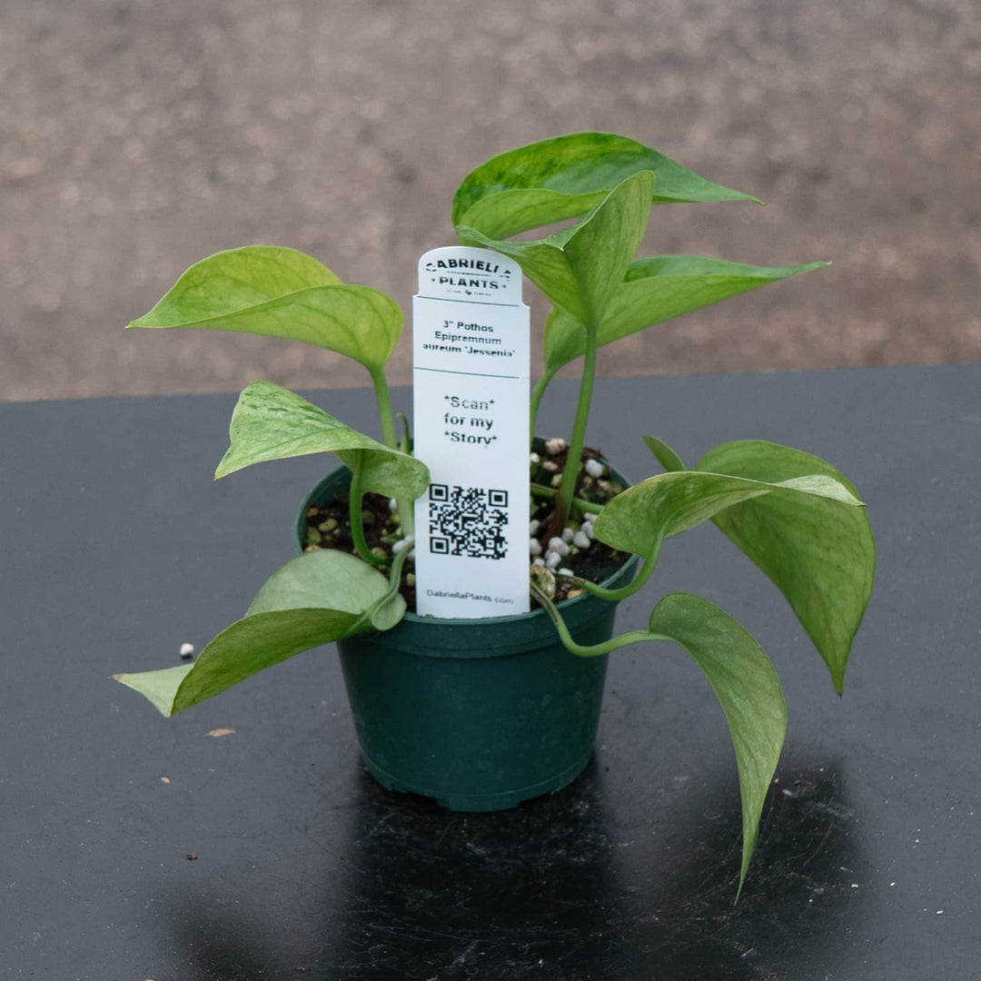 jessenia pothos vs golden pothos Pothos Epipremnum aureum 'Jessenia'