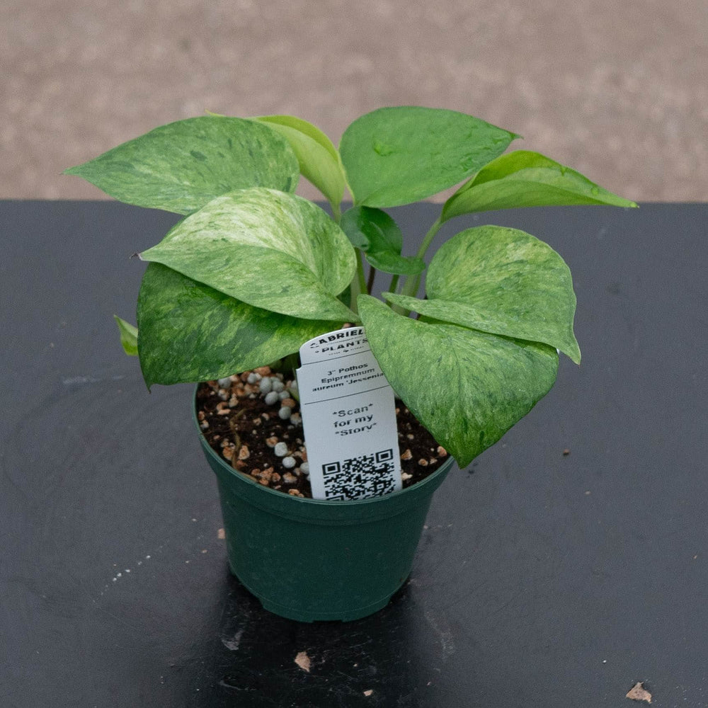 Gabriella Plants Pothos Pothos Epipremnum aureum 'Jessenia'