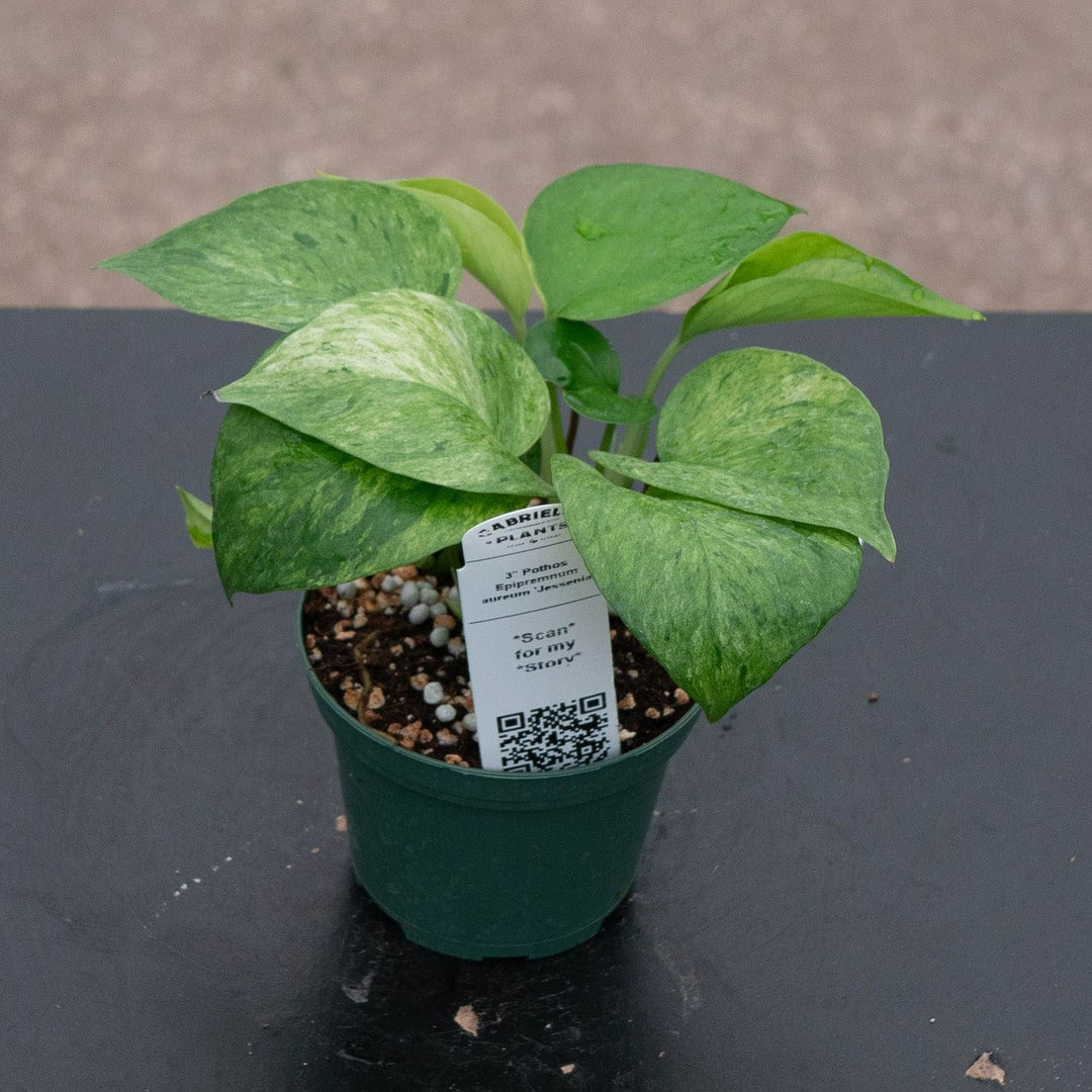 Gabriella Plants Pothos Pothos Epipremnum aureum &