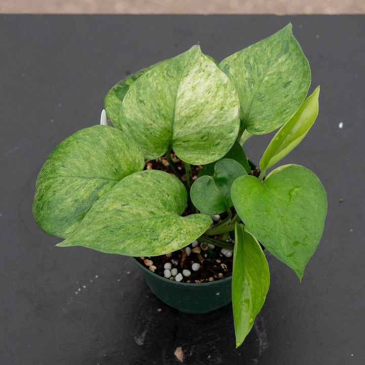 Gabriella Plants Pothos Pothos Epipremnum aureum &