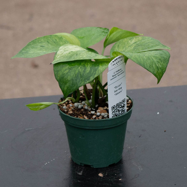 Gabriella Plants Pothos Pothos Epipremnum aureum &