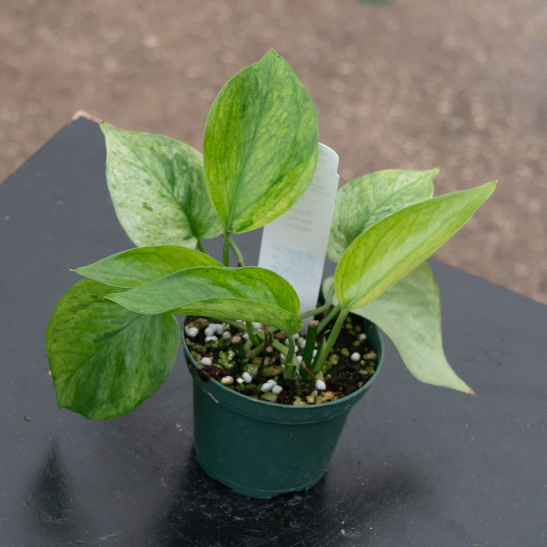white pothos name Pothos Epipremnum aureum 'Jessenia'