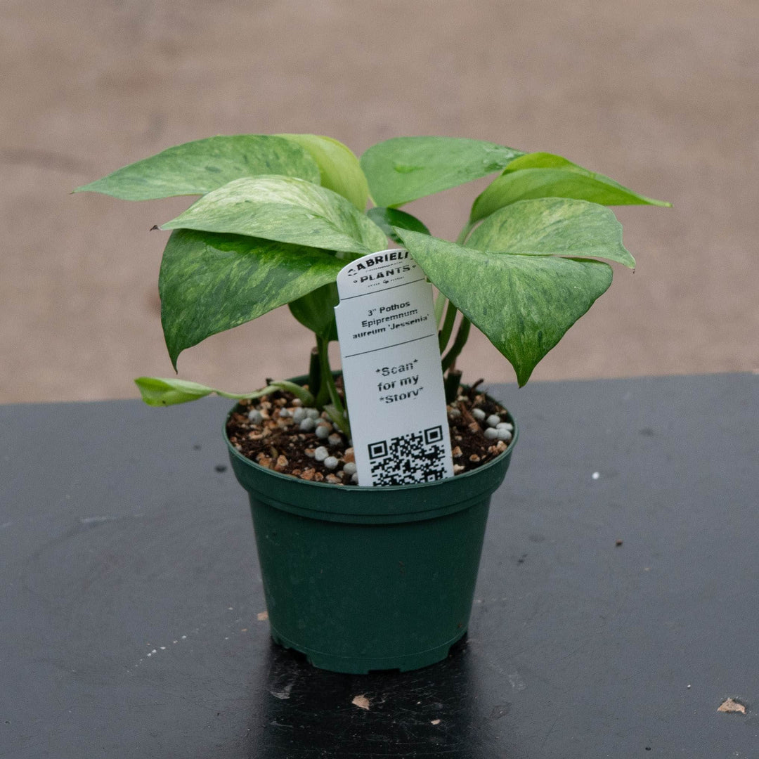 Gabriella Plants Pothos 3" Pothos Epipremnum aureum 'Jessenia'