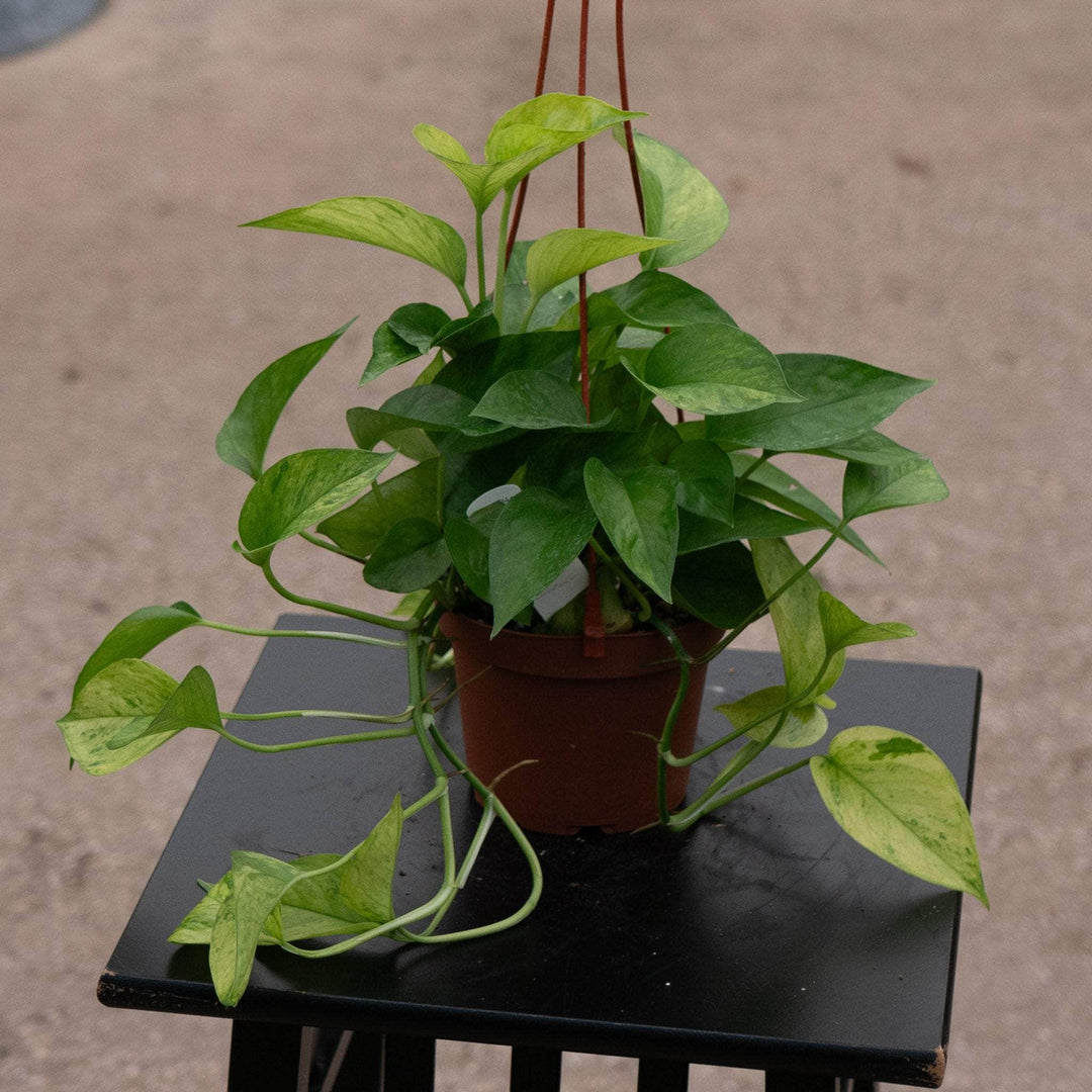 hanging basket for pothos Pothos Epipremnum aureum 'Jessenia'