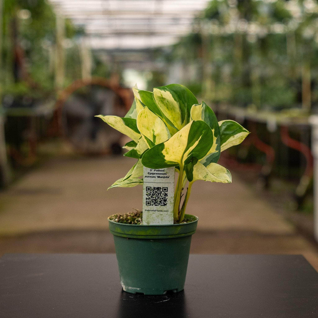 pothos manjula plant Pothos Epipremnum aureum 'Manjula'
