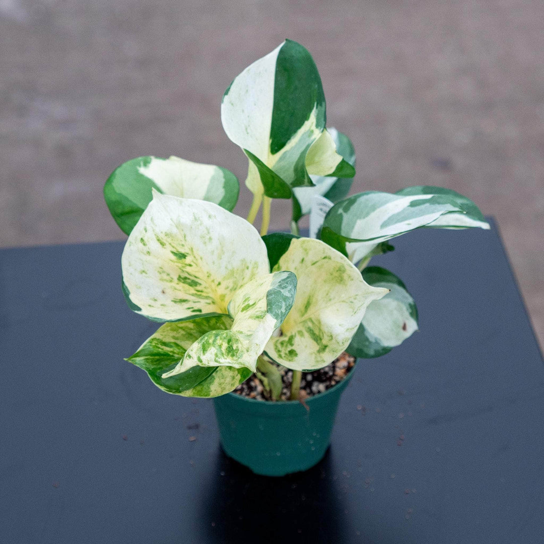 manjula harlequin pothos Pothos Epipremnum aureum 'Manjula'