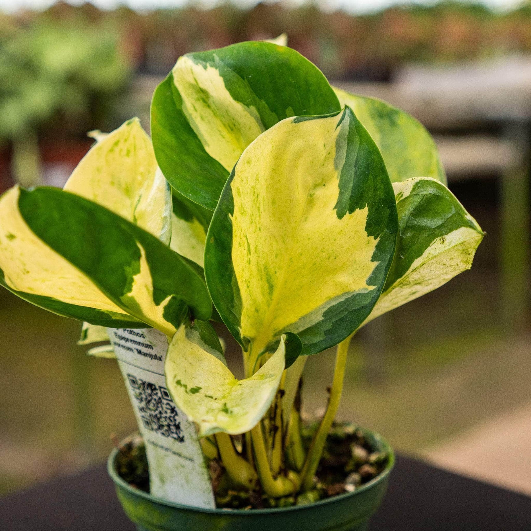 manjula pothos for sale near me Pothos Epipremnum aureum 'Manjula'