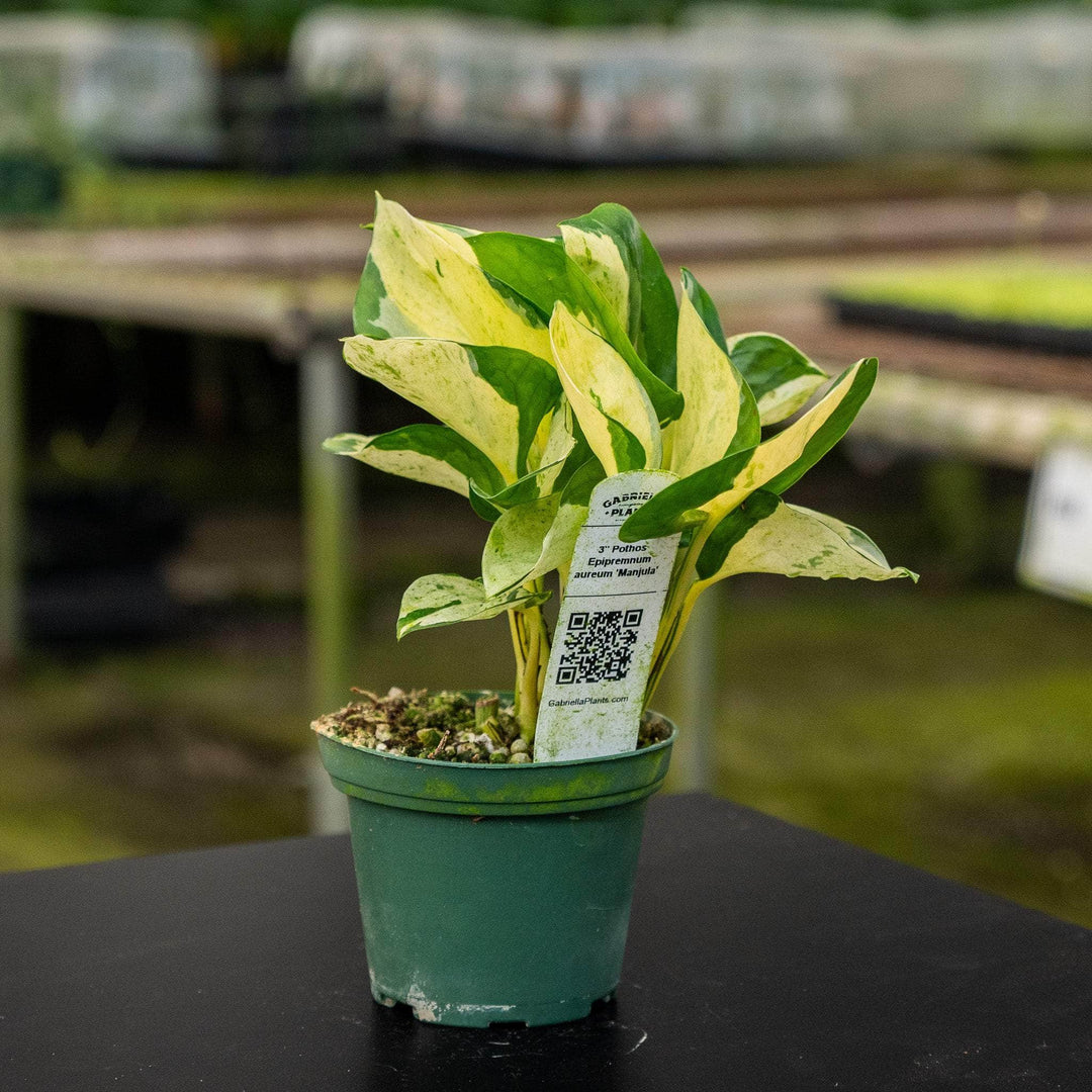 manjula pothos for sale near me Pothos Epipremnum aureum 'Manjula'