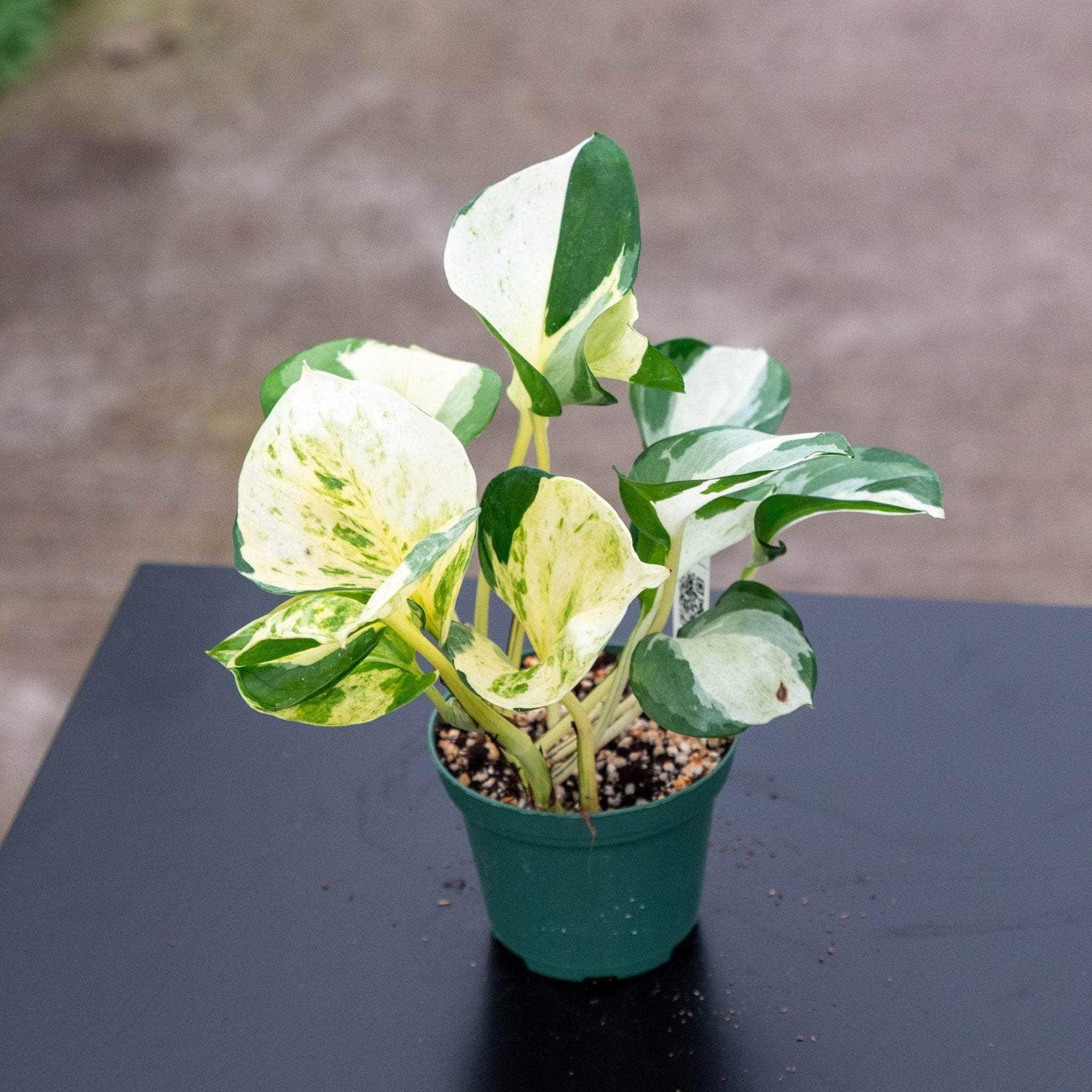 manjula pothos plant Pothos Epipremnum aureum 'Manjula'