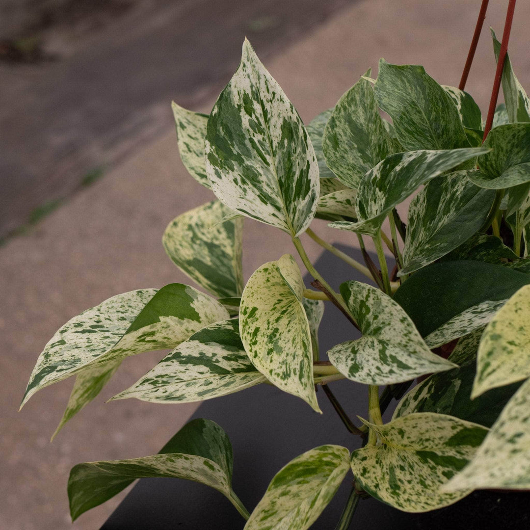 queen pothos Pothos Epipremnum aureum 'Marble Queen'