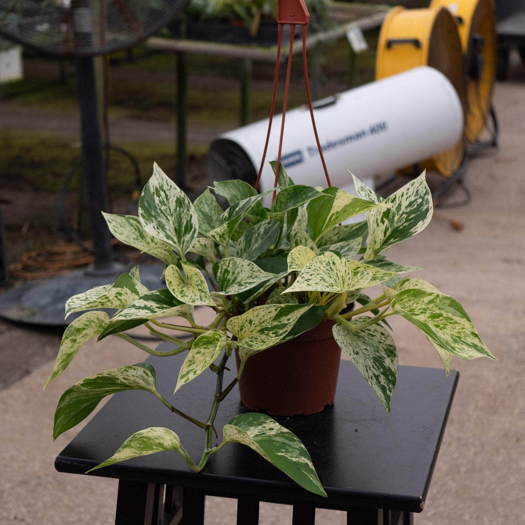 pothos marble queen latin name Pothos Epipremnum aureum 'Marble Queen'