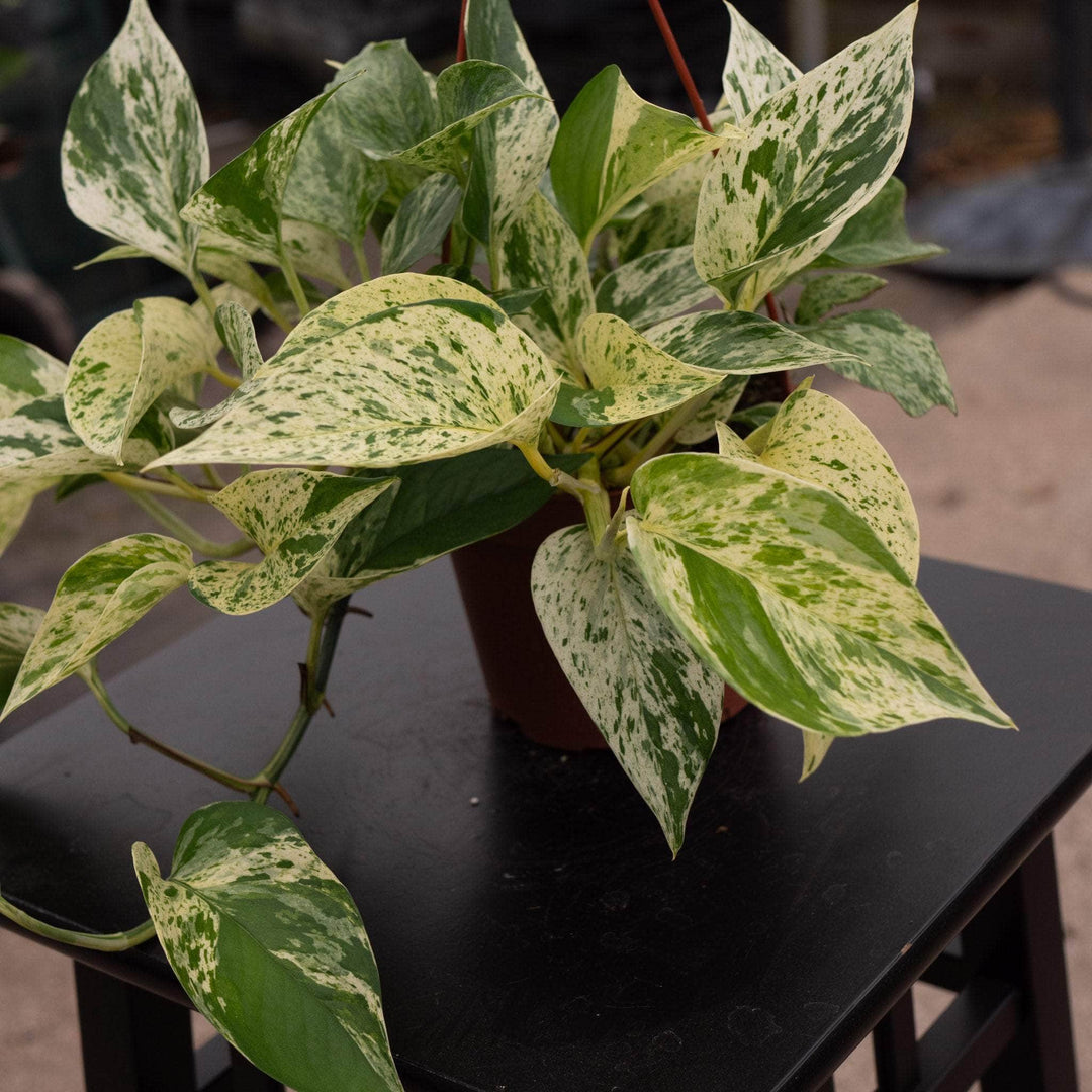 marble queen pothos varieties Pothos Epipremnum aureum 'Marble Queen'