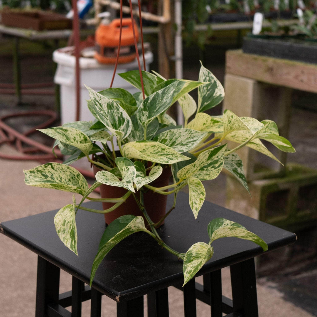 marble queen pothos variegated Pothos Epipremnum aureum 'Marble Queen'