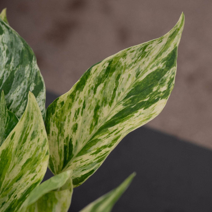 Gabriella Plants Pothos Pothos Epipremnum aureum 'Marble Queen'