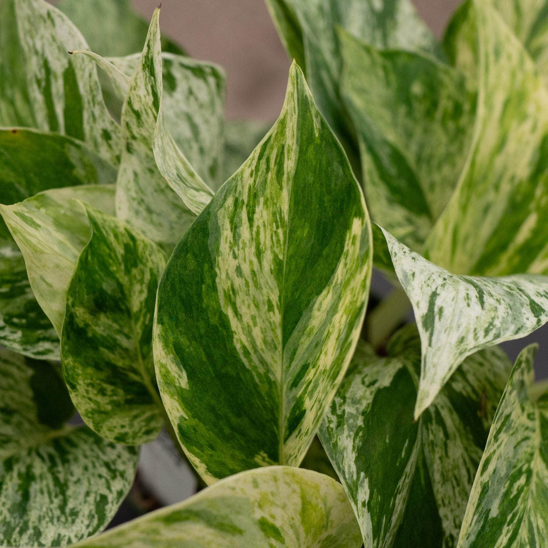 Gabriella Plants Pothos Pothos Epipremnum aureum 'Marble Queen'