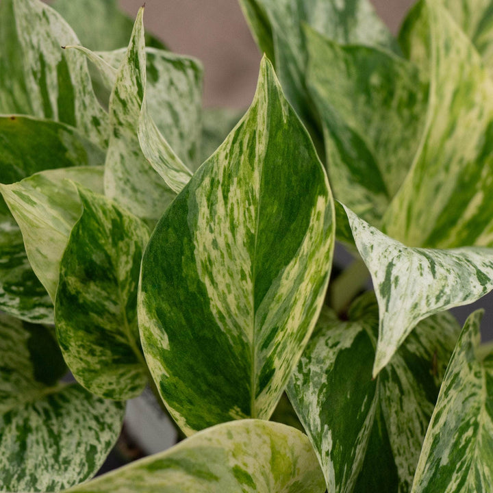 Gabriella Plants Pothos Pothos Epipremnum aureum 'Marble Queen'
