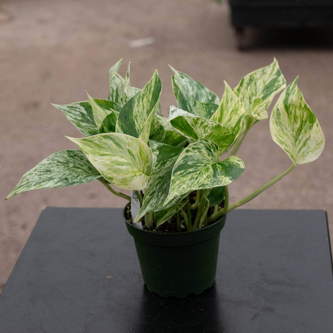Gabriella Plants Pothos Pothos Epipremnum aureum 'Marble Queen'