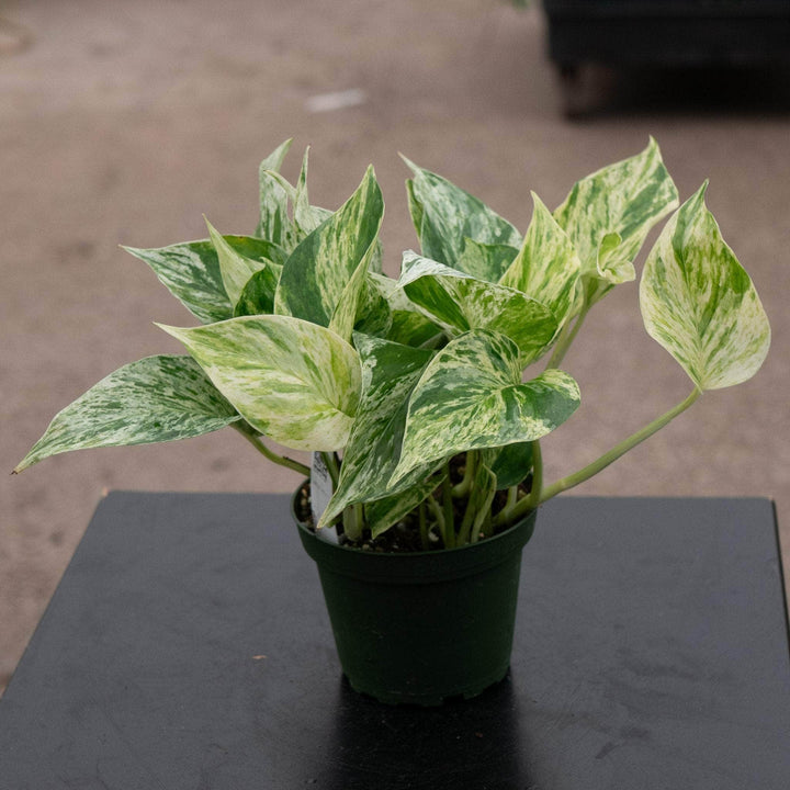 Gabriella Plants Pothos Pothos Epipremnum aureum 'Marble Queen'