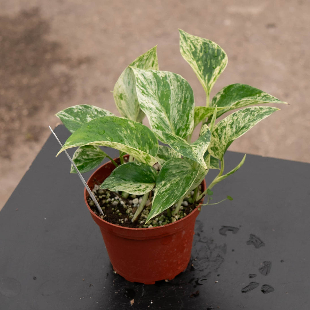 marble queen pothos for sale Pothos Epipremnum aureum 'Marble Queen'