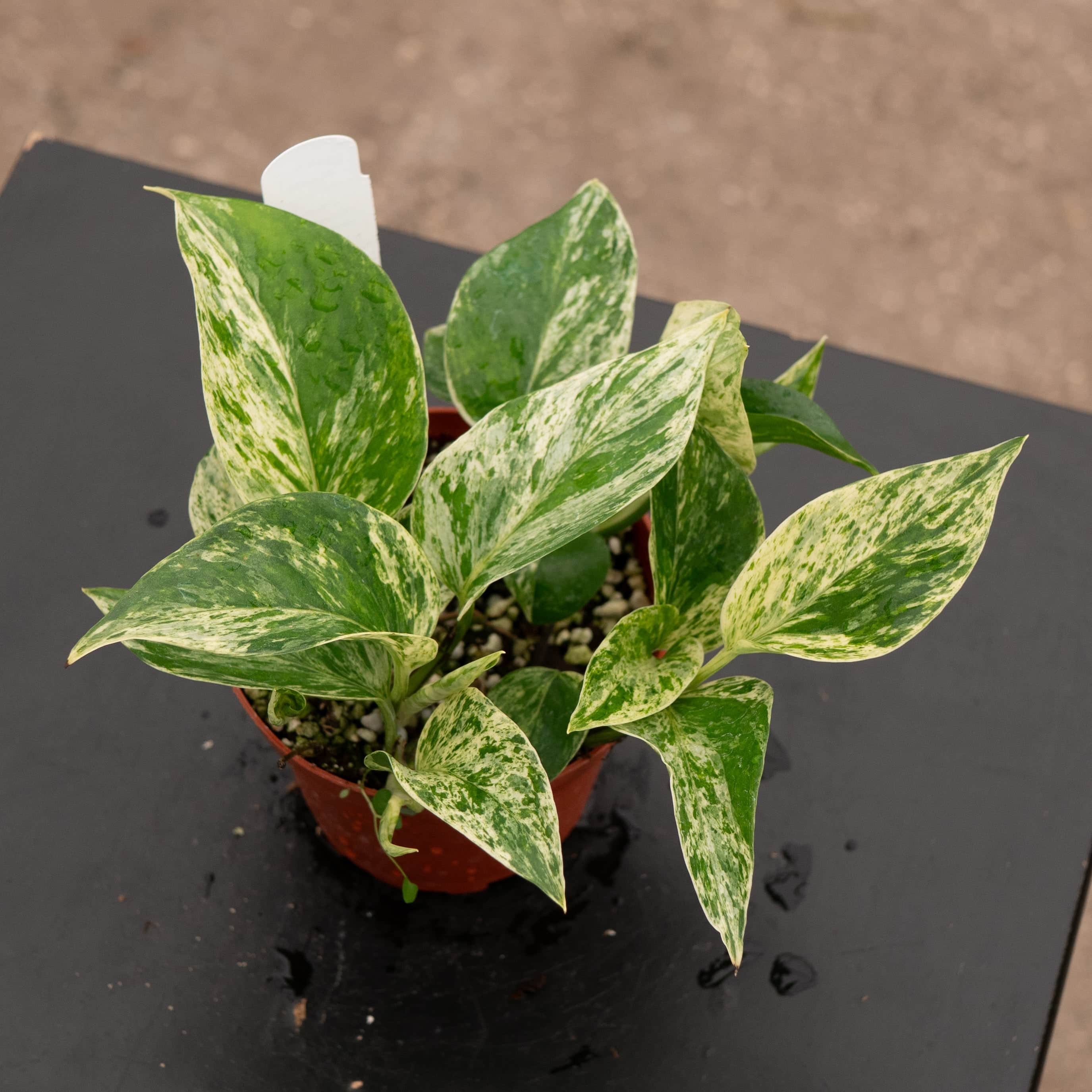 Gabriella Plants Pothos Marble Queen - Thumbnail 2