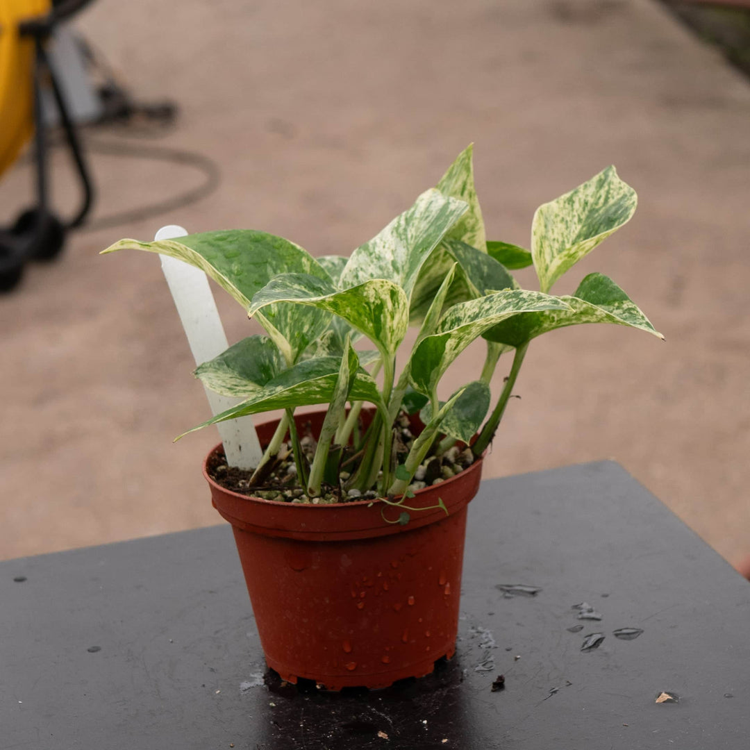 white pothos name Pothos Epipremnum aureum 'Marble Queen'