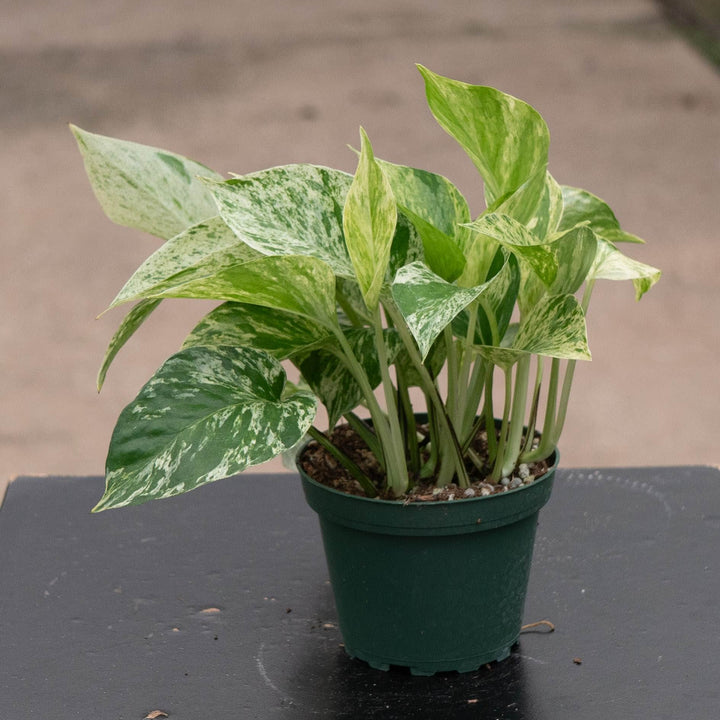 Gabriella Plants Pothos Pothos Epipremnum aureum &