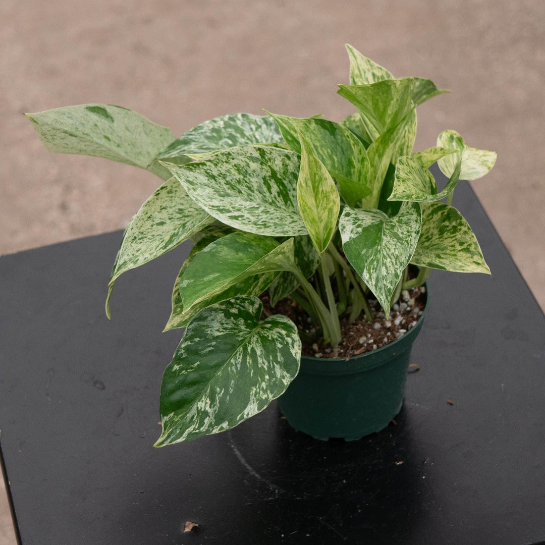 Gabriella Plants Pothos Pothos Epipremnum aureum &