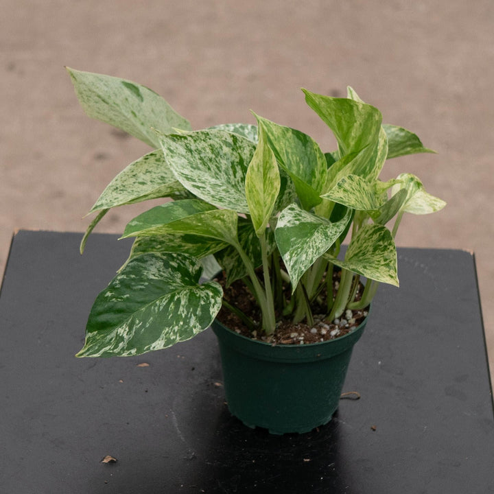Gabriella Plants Pothos Pothos Epipremnum aureum &