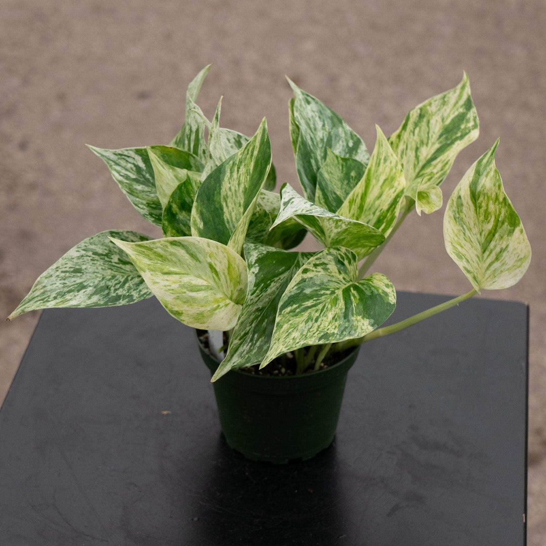 Gabriella Plants Pothos 4” Pothos Epipremnum aureum 'Marble Queen'