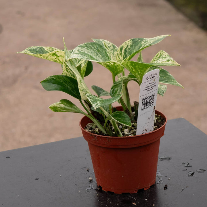 Gabriella Plants Pothos 4” Pothos Epipremnum aureum 'Marble Queen'