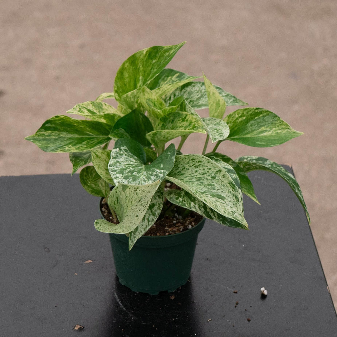Gabriella Plants Pothos 4" Pothos Epipremnum aureum &
