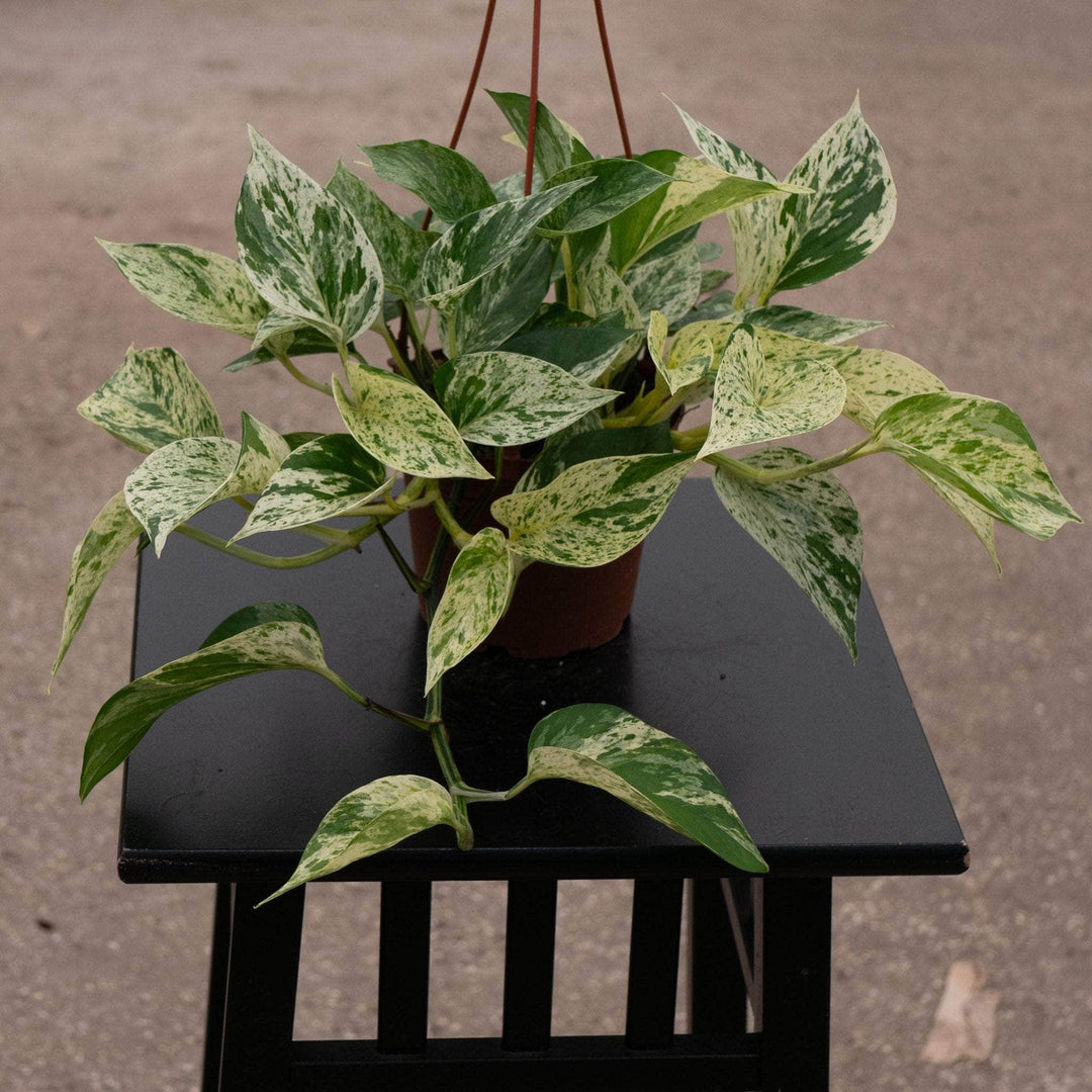 marble queen pothos white Pothos Epipremnum aureum 'Marble Queen'
