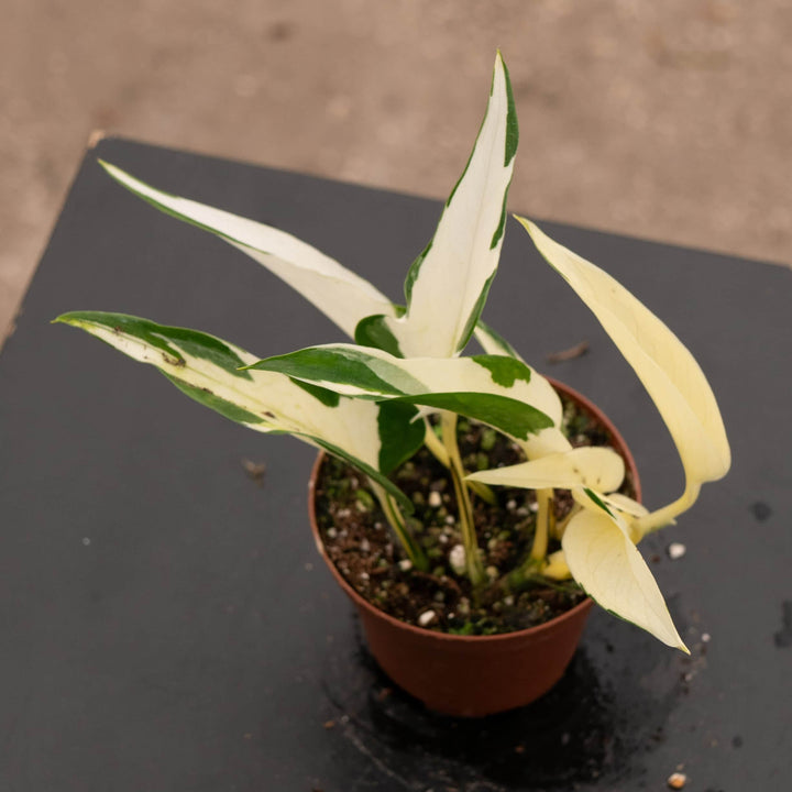 Gabriella Plants Pothos 3" Pothos Epipremnum aureum 'Mutant Manjula'