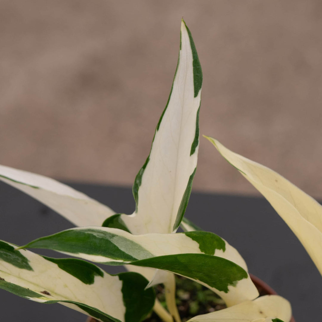 Gabriella Plants Pothos 3" Pothos Epipremnum aureum 'Mutant Manjula'