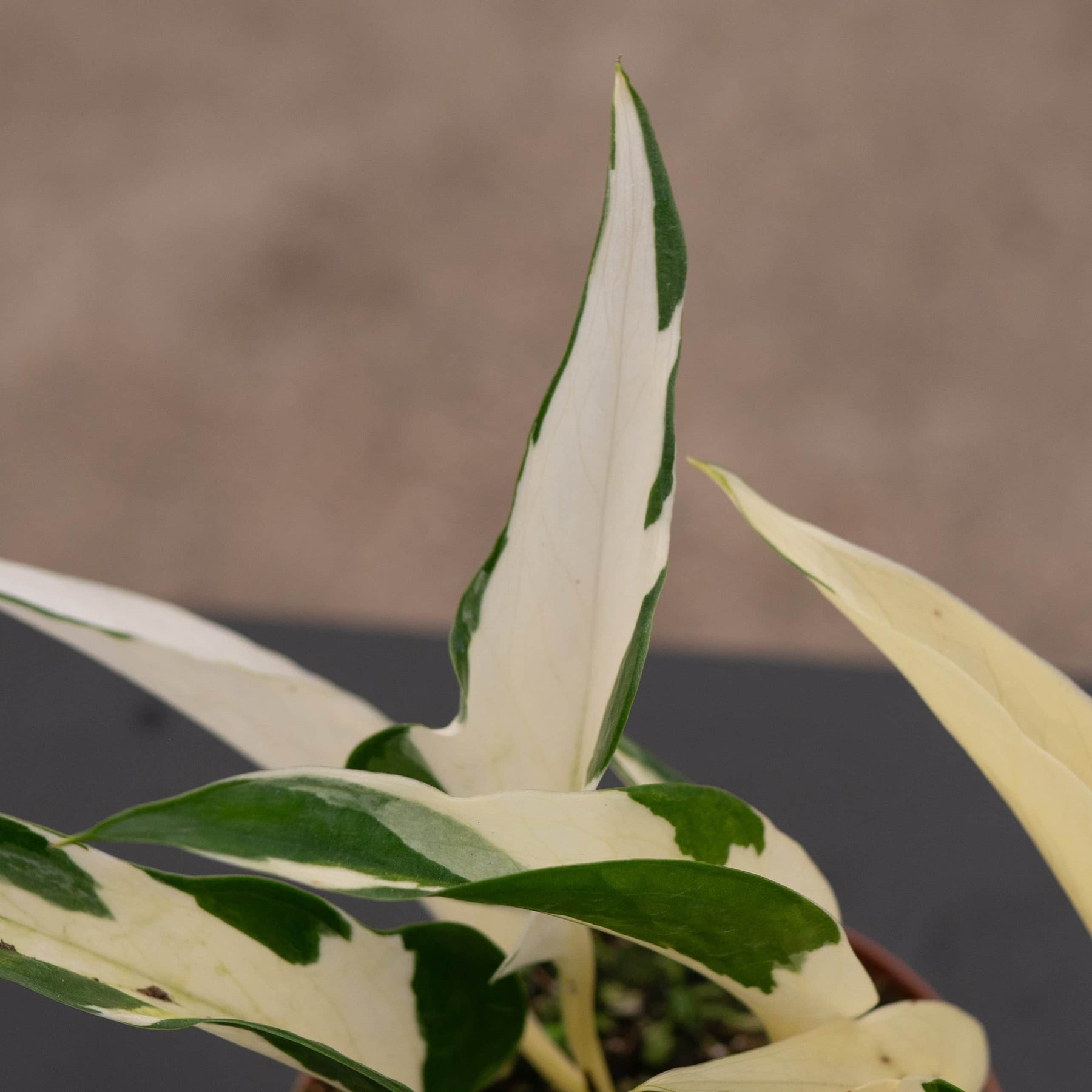 mutated manjula pothos Pothos Epipremnum aureum 'Mutant Manjula'